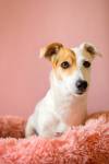 Pauline QUERU - Pauline Quéru